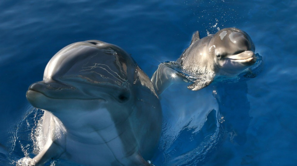 Pee pals: Dolphins taste friends' urine to know they're around