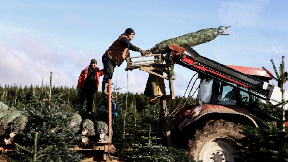 Belgian Christmas tree growers grapple with price spikes