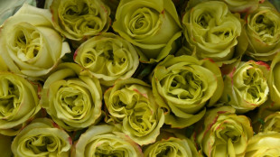 No bed of roses for Ecuador's flower industry