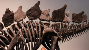 Des fossiles et des millions: le plus grand squelette de stégosaure aux enchères