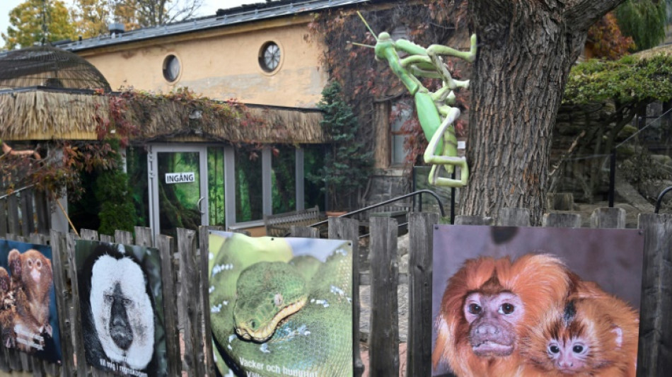 Una cobra real se escapa de un zoológico sueco y se gana el apodo de "Houdini"