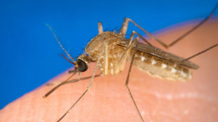 Iss, 171 casi e 6 decessi da maggio per il West Nile virus