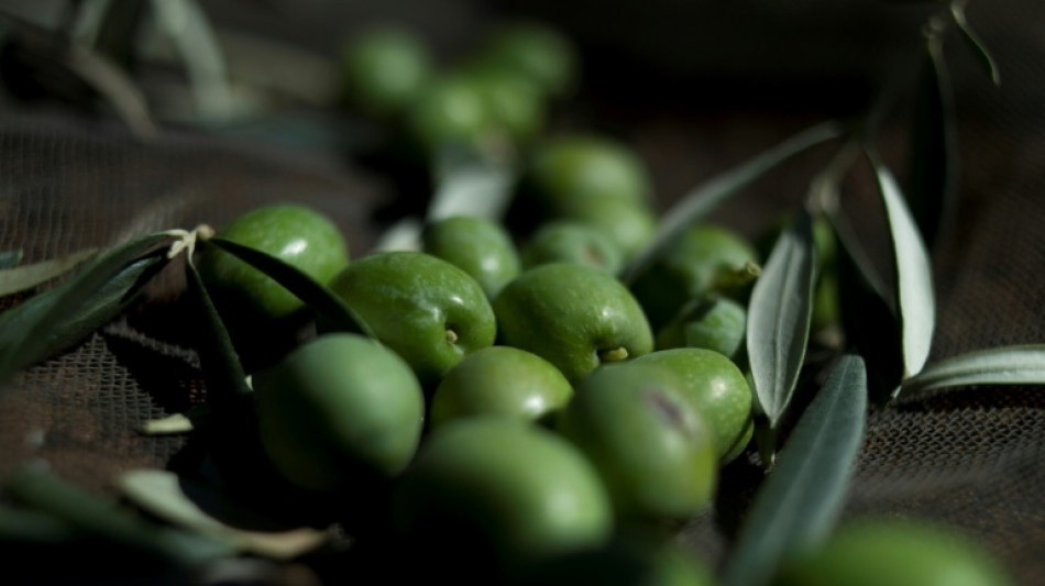 Spain police arrest 16 in olive heist
