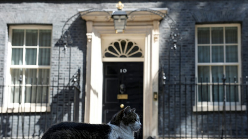 Kater Larry könnte Konkurrenz in der Downing Street bekommen