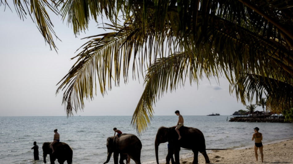 Un elefante mata a una turista española en un santuario en Tailandia