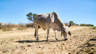 26 Millionen Menschen von Nahrungsmittelkrise im Süden Afrikas betroffen