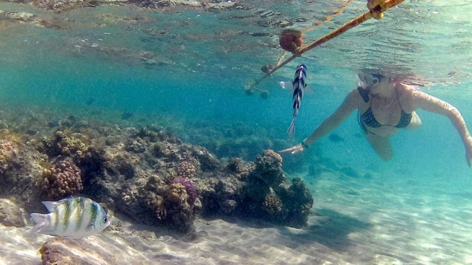 Heat-resilient Red Sea reefs offer last stand for corals