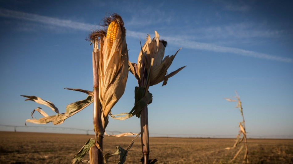 Dans le Midwest, une année "catastrophique" pour les récoltes après des mois sans pluie