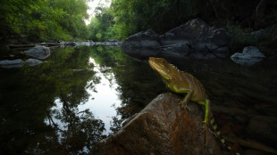 Rare wildlife species found in Cambodian national park