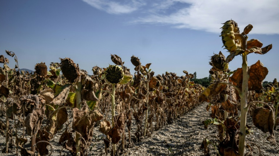 Las olas de calor durarán más y serán más intensas, advierte un experto de la ONU 
