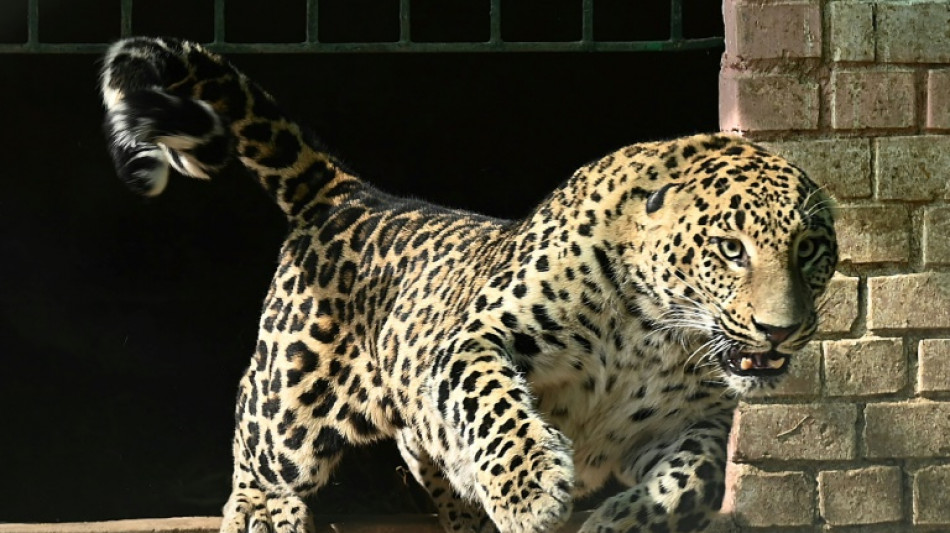 Escaped pet leopard runs amok in Pakistan capital