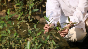 Oman revives CO2-busting mangroves as climate threat lurks