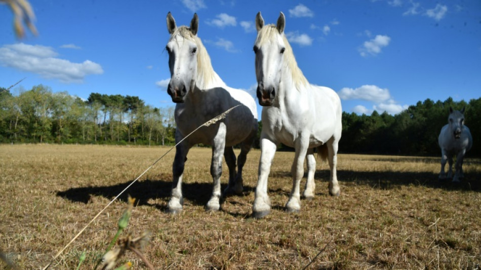 Kind vertreibt nackten Mann aus Reitstall in Nürnberg