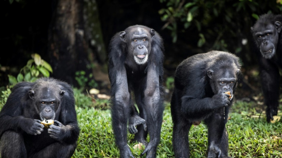 Des scientifiques aident à lutter contre le trafic de chimpanzés en étudiant leur ADN