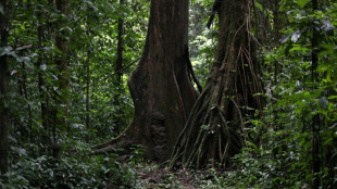 Il reste plus de 9.000 espèces d'arbres à découvrir (étude)