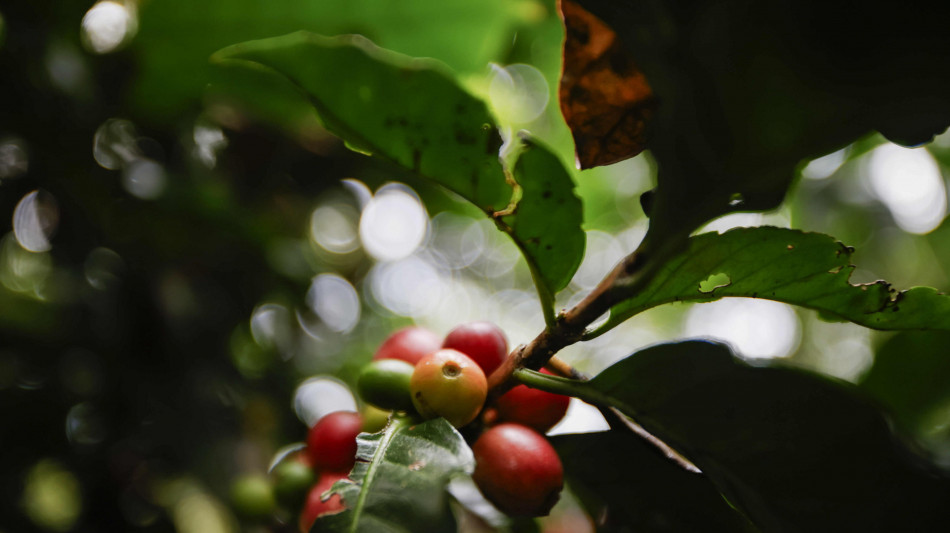 Il caffè Arabica aggiorna i massimi, sfiora 3,2 dollari a libbra