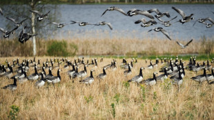 Cambio climático enfrenta a gansos salvajes con agricultores en Finlandia