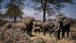 'Extraordinary' elephant that survived poaching dies in drought-hit Kenya