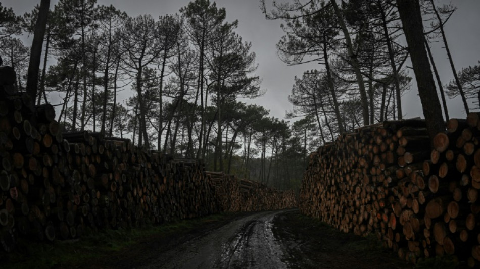 'Time bomb': Tree-killing bugs threaten France's lush forests