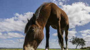 Enfermedad viral equina detectada en Uruguay es la misma que causó emergencia en Argentina