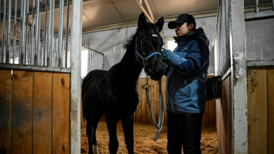 En Chine, un cheval cloné ouvre un nouvel avenir pour les sports équestres