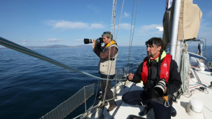 En el Mediterráneo, delfines y aves tendrán que convivir con los parques eólicos