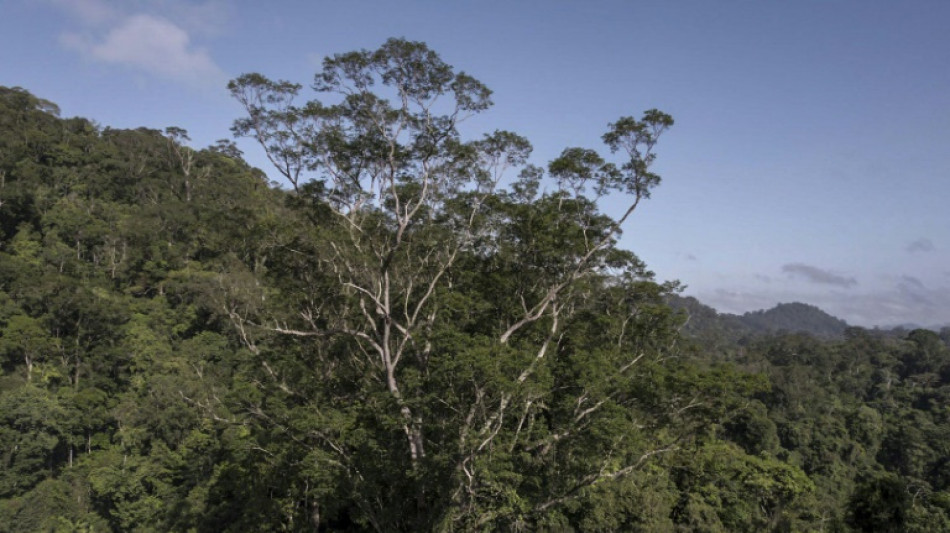 Scientists reach tallest tree ever found in Amazon