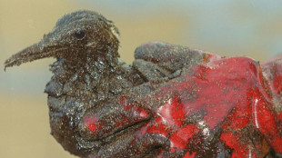 Black tides: worst oil spills in Europe