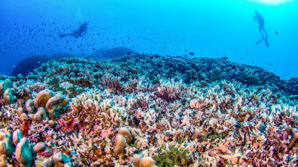 Scientists say world's largest coral found near Solomon Islands