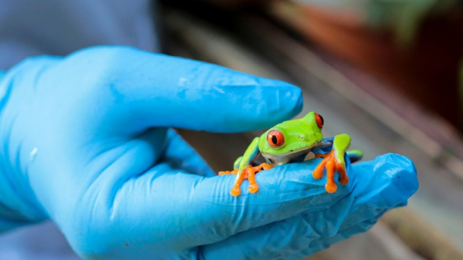 Ranas, boas y arañas  por correo, el negocio de exportación de animales en Nicaragua