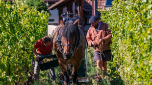 Deutsche und französischer Winzer lesen Trauben für 60. Jahrestag des Élysée-Vertrags