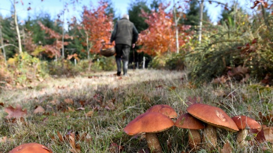 Einzelne Wildpilzarten vor allem in Süddeutschland weiter radioaktiv belastet