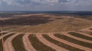 Race to save the Amazon leaves out Brazil's crucial savanna