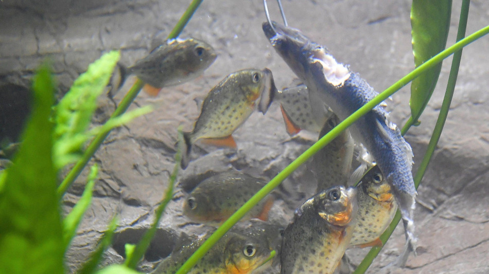 Dall'Amazzonia arriva Sauron, il parente vegetariano dei piranha