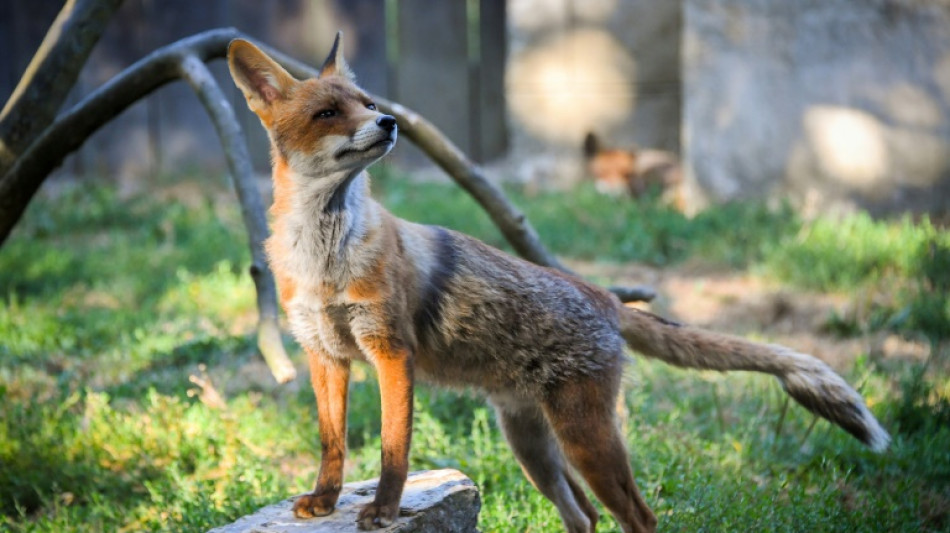 Kleiner Fuchs verfängt sich in Offenburg in Fußballtor - Jugendliche retten Tier