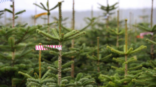 Mehr als 70 Weihnachtsbäume in nordrhein-westfälischem Moers gestohlen