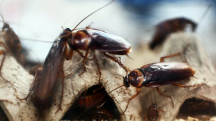 Le cafard mâle a trouvé une parade nuptiale pour accommoder la femelle qui rejette ses avances