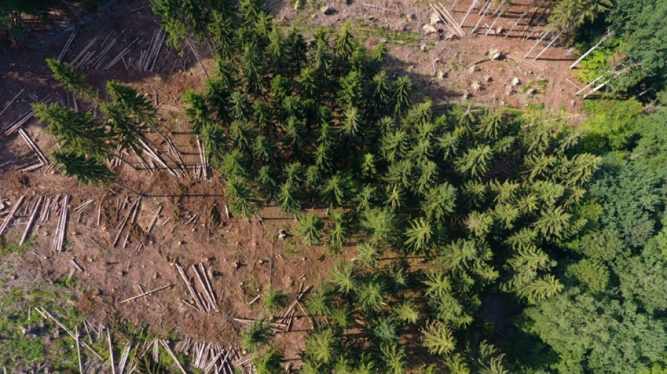 Özdemir: Unterstützung zum Schutz und Erhalt der Wälder wird ausgebaut