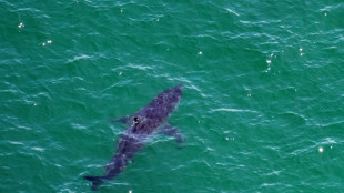 Las orcas son capaces de matar a un tiburón blanco