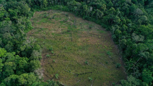 Deforestación sin freno, el reto ambiental para el nuevo gobierno de Colombia 
