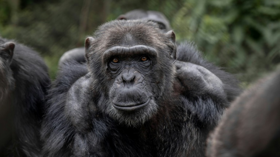 Los chimpancés tienen una capacidad excepcional para producir vocalizaciones complejas