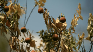 'All dead': a devastated farmer in southern China longs for rain