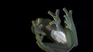 La cumbre de especies amenazadas aprueba proteger a ranas y tortugas latinoamericanas