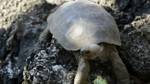 Investigan presunta cacería de tortugas gigantes en Galápagos