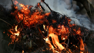 Vegetación invasora aviva la chispa de los voraces incendios en Bogotá